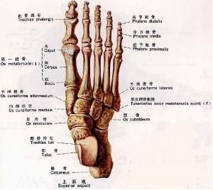 足舟骨骨折 足舟骨骨折