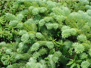 香脂冷杉 香脂冷杉