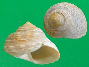 辛凱鐘螺 辛凱鐘螺