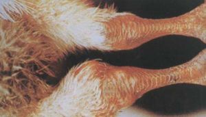 沙門氏菌感染雞的關節炎和下痢。左足關節腫脹，肛門周圍羽毛被糞便沾污