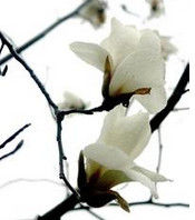 白玉蘭花 白玉蘭花