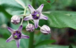 高大牛角瓜 高大牛角瓜