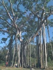 德宏芒令獨樹 德宏芒令獨樹