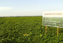 新洲墾殖場 新洲墾殖場