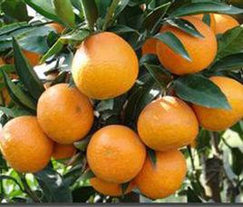 南香雜柑 南香雜柑