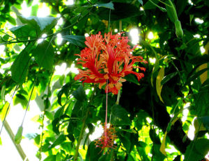 河壩吊燈花 河壩吊燈花