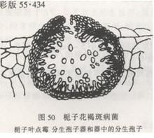 鐮刀小煤炱奇異變種