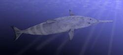 原鮫鯨