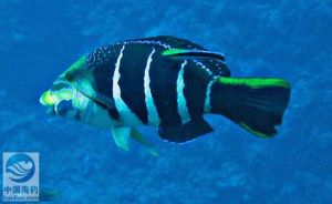 條紋厚唇魚 條紋厚唇魚