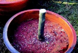 （圖）扦插嫁接