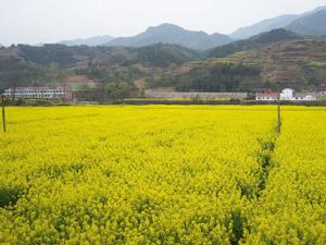 三堰村[四川省成都市郫都區三道堰鎮下轄村]