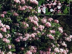 寬葉山月桂 寬葉山月桂