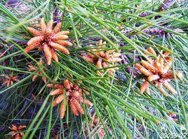 孢子葉球 孢子葉球