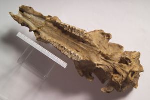 李氏野豬 李氏野豬