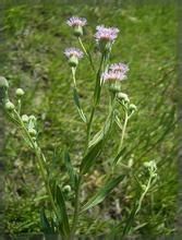 阿爾泰飛蓬 阿爾泰飛蓬