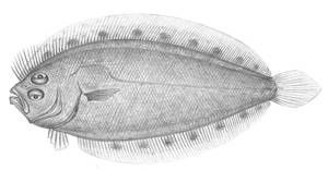 南洋羊舌鮃 南洋羊舌鮃