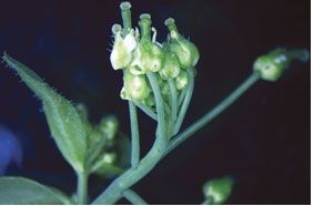 小鼠耳芥 小鼠耳芥