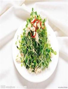 拌香椿苗 拌香椿苗