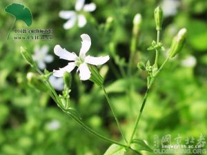 寬葉變黑蠅子草 寬葉變黑蠅子草