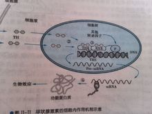 甲狀腺細胞內的作用機制
