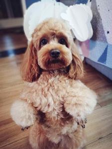 可卡布犬 可卡布犬