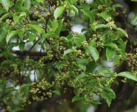 馬來沉香 馬來沉香