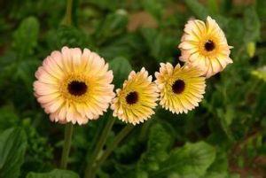 匙葉垂頭菊 匙葉垂頭菊