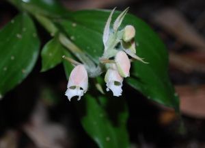 裂唇線柱蘭 裂唇線柱蘭