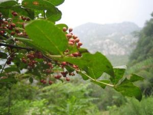 小龍塘自然村 小龍塘自然村