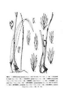 新疆銀穗草 新疆銀穗草