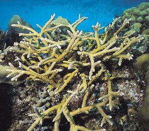 摩羯鹿角珊瑚