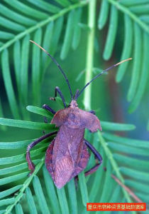 翩翅緣蝽 翩翅緣蝽