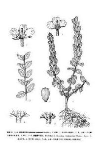 腺莖柳葉菜(亞種) 腺莖柳葉菜(亞種)