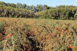 諾木洪農場 諾木洪農場