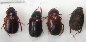 毛斑喙麗金龜 毛斑喙麗金龜