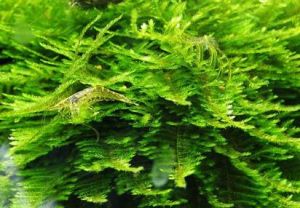 羽枝耳平蘚 羽枝耳平蘚