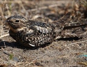 美洲烏夜鷹 美洲烏夜鷹