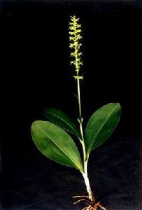 蜻蜒蘭[蜻蜒蘭]