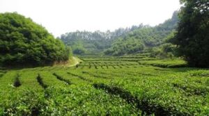 秧田壩組 秧田壩組