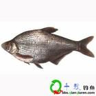 日本十棘銀鱸 日本十棘銀鱸