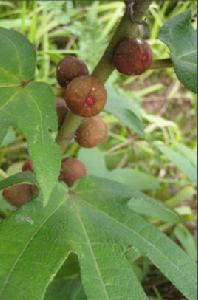 五指毛桃果 五指毛桃果