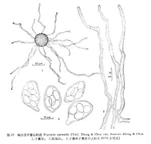 褐絲淫羊藿白粉菌 褐絲淫羊藿白粉菌