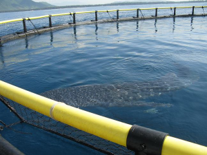 古陸緣海 古陸緣海