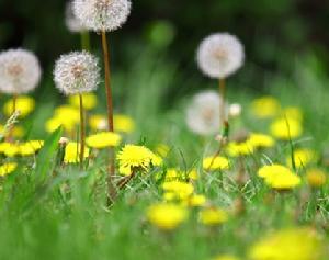 東北蒲公英 東北蒲公英