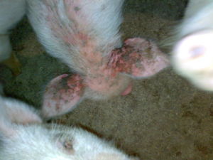 仔豬葡萄球菌性皮炎