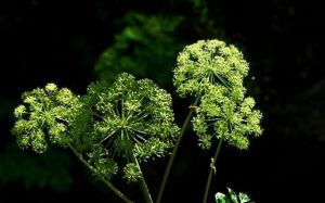 瓜葉掌葉樹 瓜葉掌葉樹