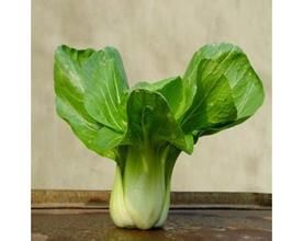 四月慢油菜 四月慢油菜