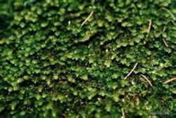 南亞威氏蘚 南亞威氏蘚