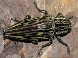 小吉丁蟲 小吉丁蟲