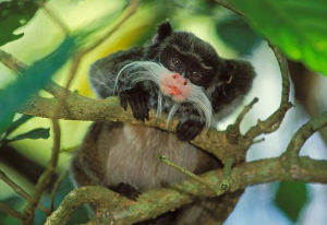 皇檉柳猴 皇檉柳猴